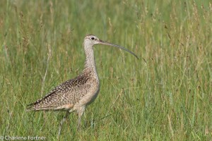 Long-billed Curlew