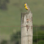 Western Meadowlark Custer State Park, SD June 2015