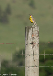 Meadowlark Custer State Park, SD