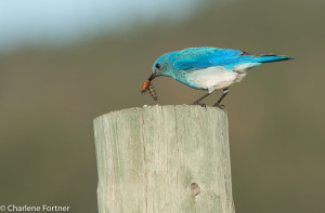 Mountain Bluebird Custer State Park, SD