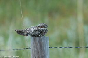 Possibly a Common Nighthawk?