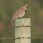 Northern Flicker Custer State Park, SD Jun. 2015