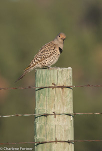 Northern Flicker Custer State Park, SD