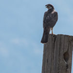 Northern Goshawk Red Rock Lakes NWR, ID July 2015