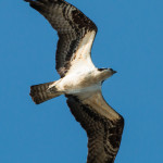 Osprey Colonial Parkway, VA April 2016