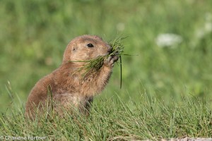 Prairie Dog Custer State Park, SD