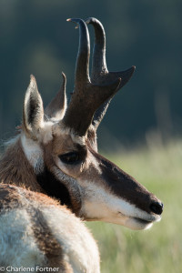 Pronghorn Custer State Park, SD