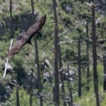 Turkey Vulture Hell Canyon, Jewel Cave NM June 2015