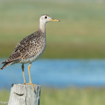 Upland Sandpiper Crescent Lake NWR June 2015