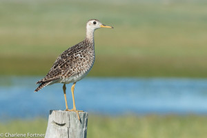 Upland Sandpiper