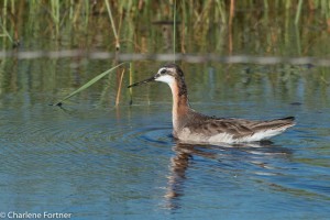 Wilson's Phalarope