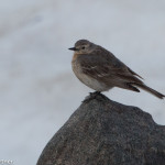 American Pipit Beartooth Highway, MT June 2015