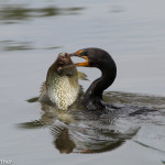 Double-crested Cormorant Rocky Mountain Arsenal NWR July 2015