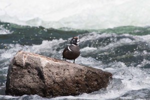 Harlequin Duck Yellowstone NP July 2015