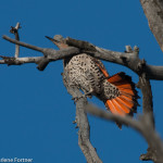 Northern Flicker Yellowstone NP July 2015