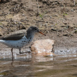 Spotted_Sandpiper