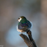 Violet-green Swallow Yellowstone NP July 2015