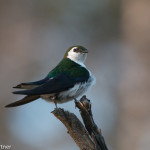 Violet-green Swallow Yellowstone NP July 2015