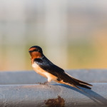 Barn Swallow Cheyenne Bottoms WA, KS July 2015