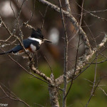 Belted Kingfisher MacKay Island NWR Dec. 2014