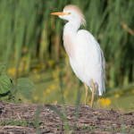 Cattle Egret Cheyenne Bottoms WA, KS