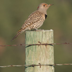 Northern Flicker Custer State Park, SD Jun. 2015