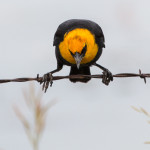 Yellow-headed Blackbird Elk Creek Rd., SD Jun. 2015