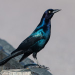 Boat-tailed Grackle Huntington Beach SP Dec. 2015