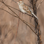 Chipping Sparrow Santee NWR - Cuddo Unit Dec. 2015