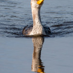 Double-crested Cormorant Huntington Beach SP Dec. 2015