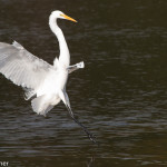 Great Egret Huntington Beach SP Dec. 2015