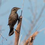 Red-winged Blackbird Huntington Beach SP Dec. 2015