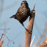 Red-winged_Blackbird6