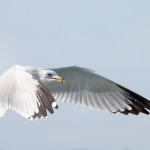 Ring-billed Gull Huntington Beach SP Dec. 2015