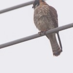 American Kestrel Blackwater NWR Dec. 2014