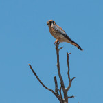 American Kestrel Dinosaur NM, CO July 2015