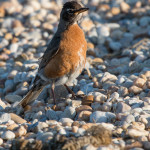 American Robin Slaughter Beach, DE May 2015