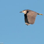 Black-crowned Night-heron Cheyenne Bottoms WA, KS July 2015