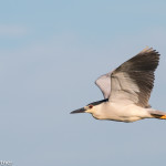 Black-crowned Night-heron Cheyenne Bottoms WA, KS July 2015