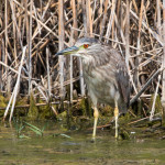 Black-crowned Night-heron Bear River MBR, UT July 2015