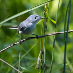 Blue-gray Gnatcatcher Pee Dee NWR May 2015