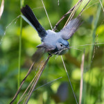 Blue-gray Gnatcatcher Pee Dee NWR May 2015