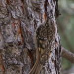 Brown Creeper Devils Tower NM, WY June 2015