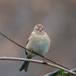 Field Sparrow Mocksville, NC Jan. 2016