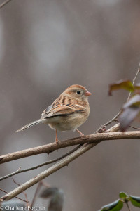 Field Sparrow Mocksville, NC Jan. 2016