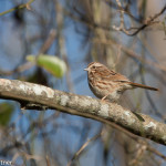 Song Sparrow Pee Dee NWR Jan. 2016