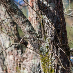 Yellow-bellied Sapsucker Pee Dee NWR Jan. 2016