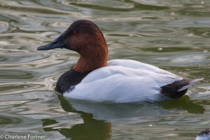 Canvasback (captive) Sylvan Heights Bird Park Nov. 2015