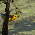 Prothonotary Warbler Pee Dee NWR May 2016