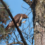 Red-tailed Hawk Pee Dee NWR May 2016